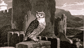 Daniell William GREAT EARED OWL